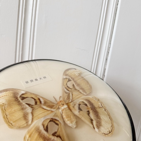 Framed Atticus Atlas Moth Rounded Glass Display - Picture 5 of 8